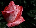 Picture Title - A Rose