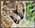 Picture Title - Serval Cat