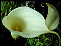 Picture Title - ...Calla for YOU
