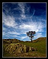 Picture Title - Moorland Tree