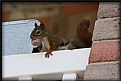 Picture Title - Mama Squirrel
