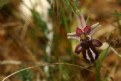 Picture Title - Cretan Ophrys orchid