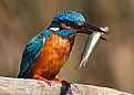 Picture Title - kingfisher