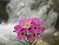 Picture Title - flower at the waterfall