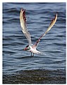 Picture Title - Crested Tern #3