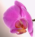 Picture Title - Orchid 1