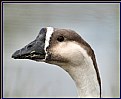 Picture Title - Chinese Goose