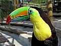 Picture Title - Tucan