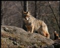 Picture Title - Coyote 2