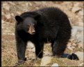 Picture Title - Black Bear Cub