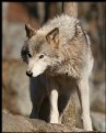 Picture Title - Timber Wolf