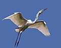 Picture Title - Egret in Flight