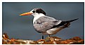 Picture Title - Crested Tern #2
