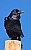 Chihuahuan Raven Displaying