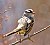 White-Crowned Sparrow