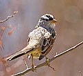 Picture Title - White-Crowned Sparrow