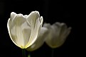 Picture Title - Tulip