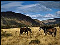Picture Title - Criollo Herd