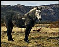 Picture Title - Criollo Mare & Foal