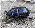 Picture Title - Geotrupes silvaticus