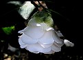 Picture Title - Camellia Japonica 