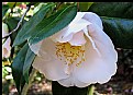 Picture Title - Camellia Japonica 