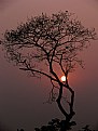 Picture Title - sunset on my branches