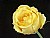 Yellow Rose #1