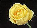 Picture Title - Yellow Rose #1