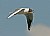 Black-headed Gull 