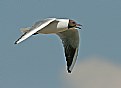 Picture Title - Black-headed Gull 