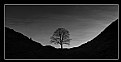 Picture Title - Sycamore Gap