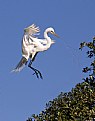 Picture Title - Egret Landing at Nest Site