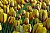 Yellow Tulip II