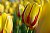 Yellow Tulip I