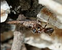 Picture Title - Ant at work