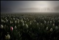 Picture Title - Netherlands 2