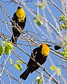 Picture Title - Male Yellow-Headed Blackbirds