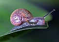 Picture Title - Baby Snail