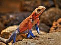 Picture Title - Agama Lizard in Spiderman Costume