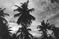 Picture Title - Black & White Tropical Skies