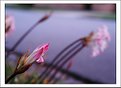 Picture Title - street flower