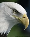 Picture Title - Othello -- Bald Eagle