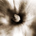 Picture Title - Pistil