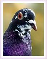 Picture Title - Pigeon