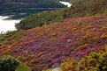 Picture Title - Spring in the Mountains