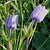 wild indigo flowers