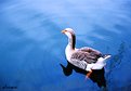 Picture Title - A duck in the lake