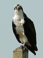 Picture Title - Osprey...You Lookin' At Me?