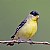 Another Male Lesser Goldfinch